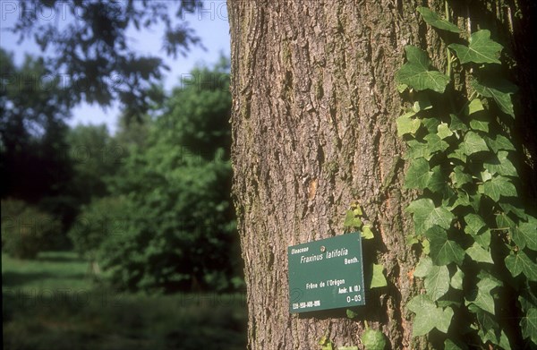 Arboretum de l'école du Breuil in Paris