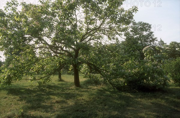 Arboretum de l'école du Breuil à Paris