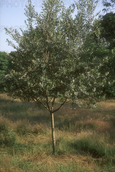 Arboretum de l'école du Breuil à Paris