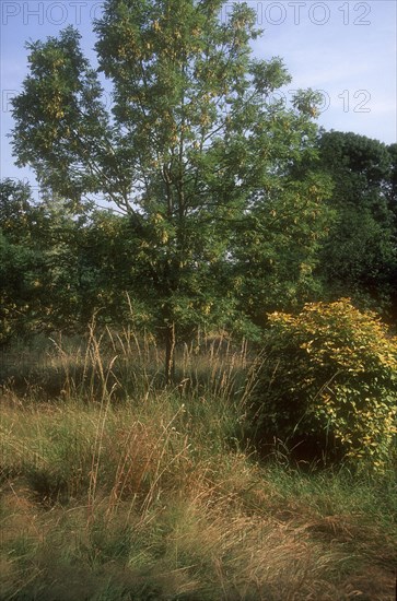 Arboretum de l'école du Breuil in Paris