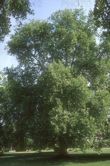 Arboretum de l'école du Breuil à Paris