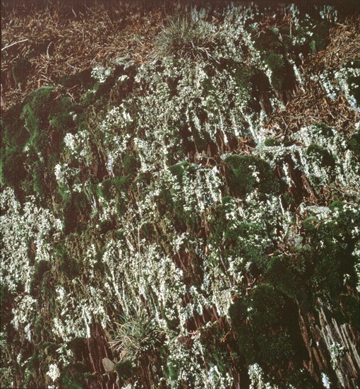 Arboretum de Roure (Alpes-Maritimes)