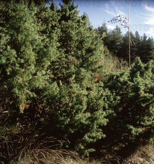 Arboretum de Roure (Alpes-Maritimes)