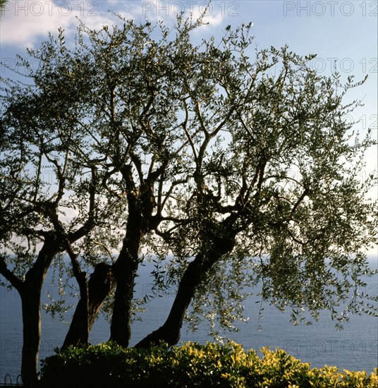 Monaco, Jardins Saint-Martin