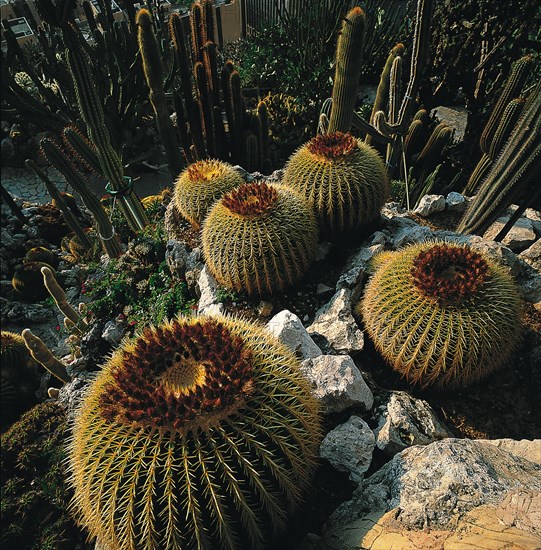 Monaco, Jardin exotique