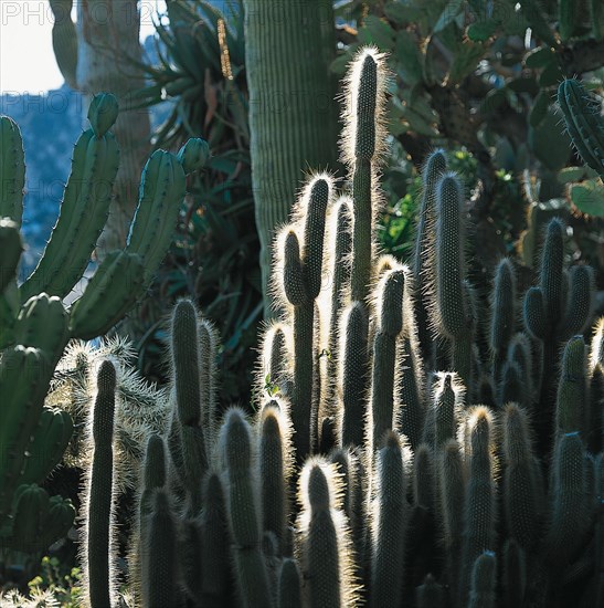 Monaco, Jardin exotique