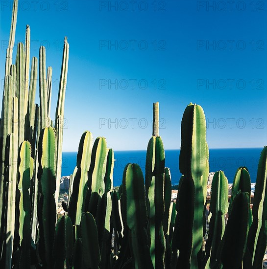 Monaco, Jardin exotique