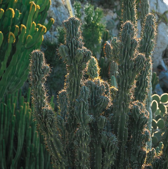 Monaco, Jardin exotique