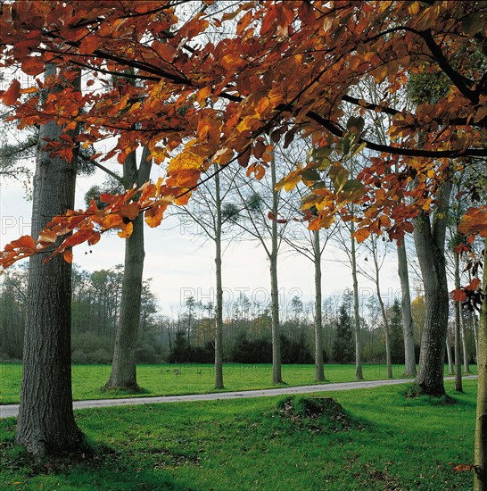 Parc du château de Marchais (Aisne)