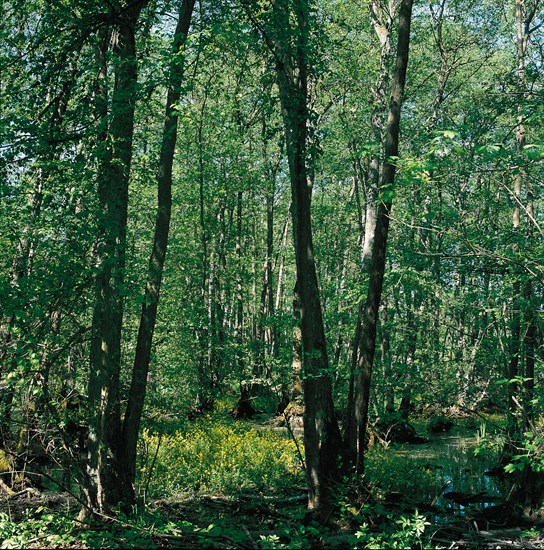 Parc du château de Marchais (Aisne)