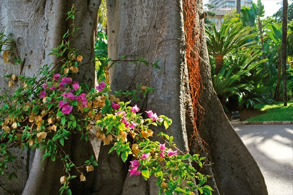 Monaco, jardin de la Petite Afrique, appartenant à la famille Grimaldi