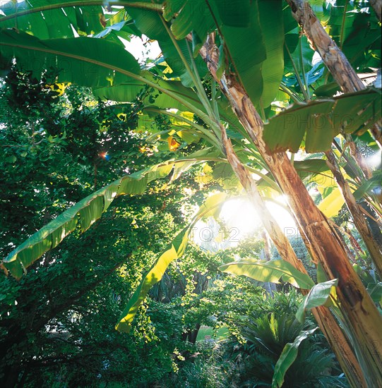 Monaco, jardin de la Petite Afrique, appartenant à la famille Grimaldi