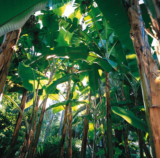 Monaco, jardin de la Petite Afrique, appartenant à la famille Grimaldi