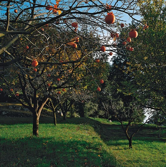 Domaine de Rocagel