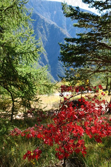 Arboretum de Roure (Alpes-Maritimes)