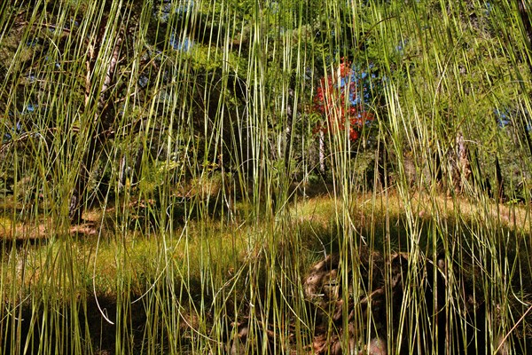 Arboretum de Roure (Alpes-Maritimes)