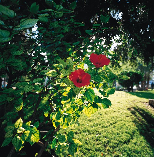 Monaco, Jardins Saint-Martin