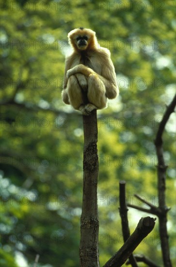 Singe gibbon