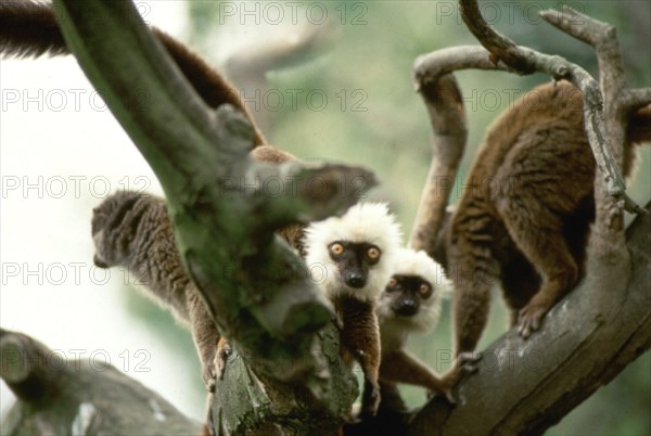 Lemurs