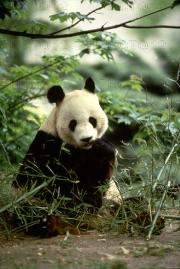 Panda in South East Asia