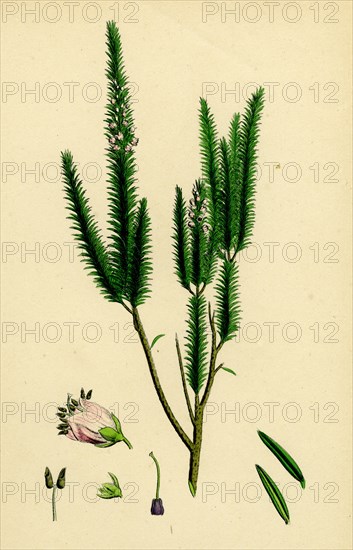 Erica vagans; Cornish Heath