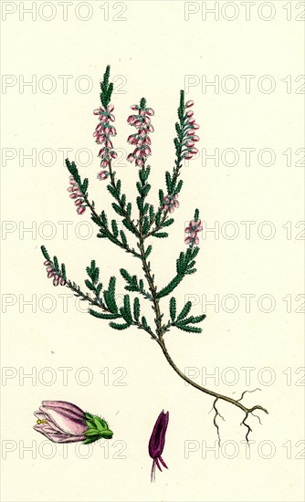 Calluna vulgaris; Common Ling