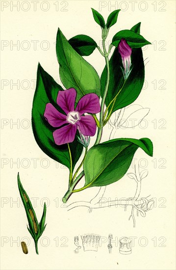 Vinca major; Greater Periwinkle