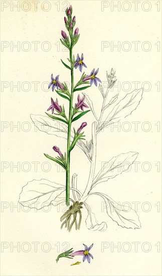 Lobelia urens; Acrid Lobelia