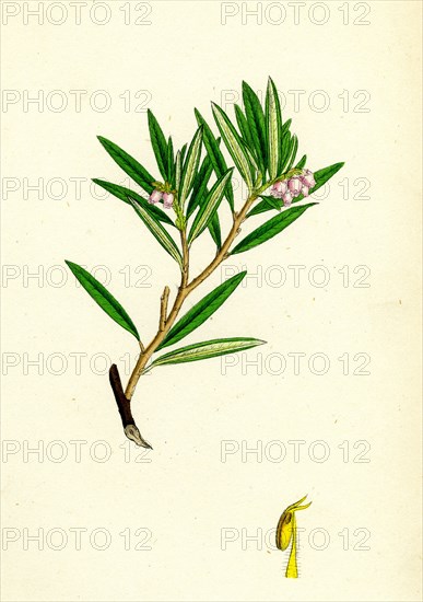 Andromeda polifolia; Marsh Andromeda