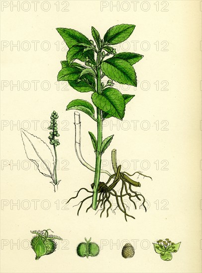 Mercurialis perennis; Perennial Dog's-Mercury