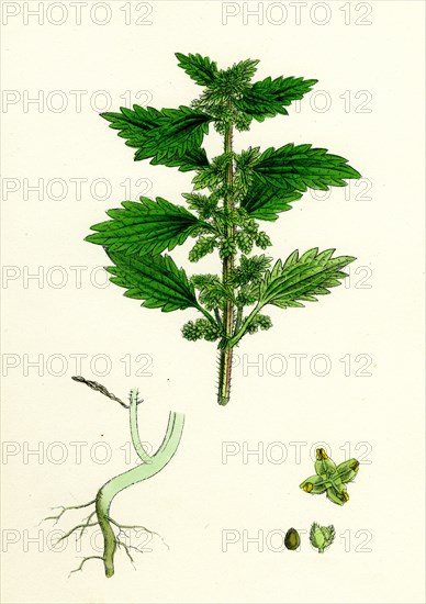 Urtica urens; Small Nettle