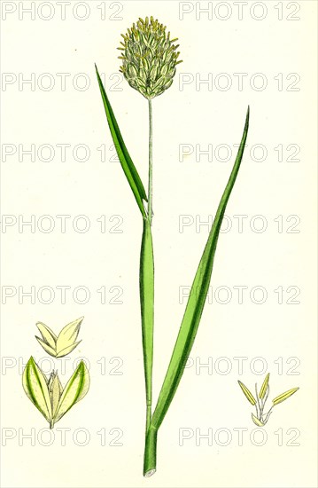 Phalaris canariensis; Canary-grass