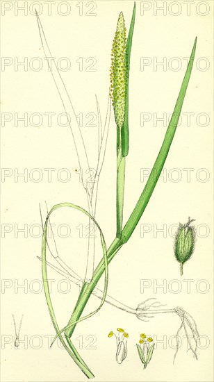 Alopecurus fulvus; Orange anthered Fox-tail-grass