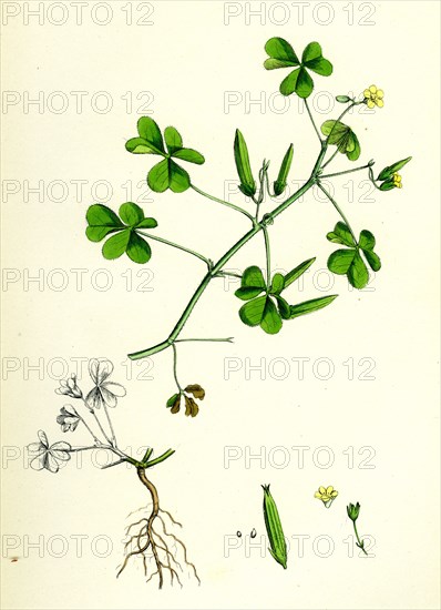 Oxalis corniculata; Procumbent Yellow Sorrel