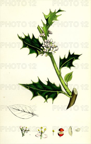 Ilex aquifolium; Common Holly