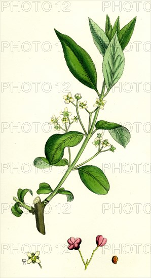 Euonynius Europeus; Spindle Tree