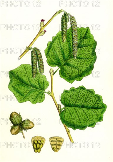 Corylus Avellana; Hazel
