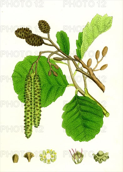 Alnus glutinosa; Common Alder