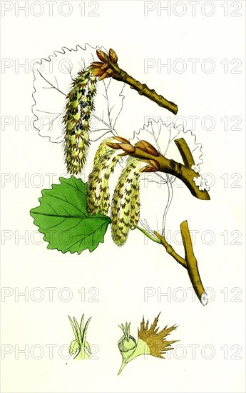 Populus tremula; Aspen