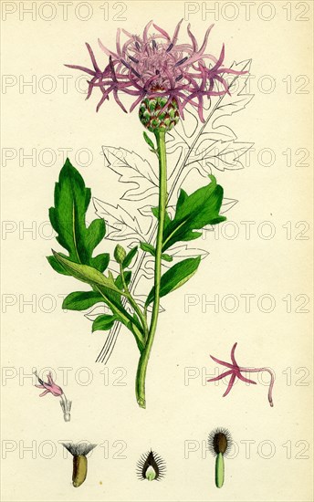 Centaurea Scabiosa; Greater Knapweed