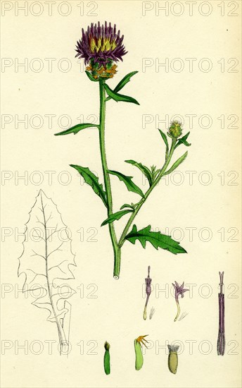 Centaurea aspera; Rough Star-thistle