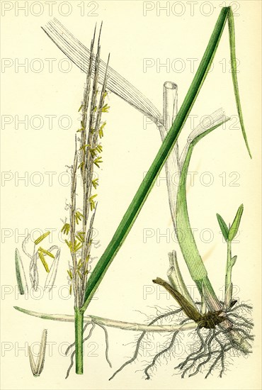 Spartina alterniflora; Many-spiked Cord-grass
