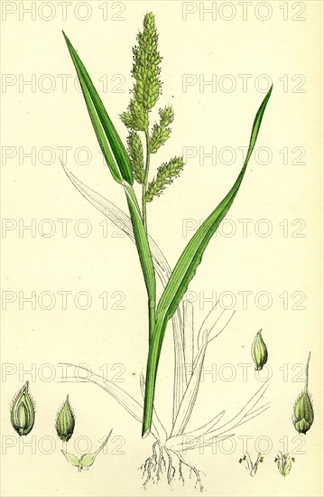 Echinochloa Crus-galli; Loose Panic-grass