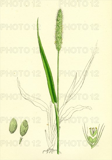 Setaria viridis; Green Bristle-grass