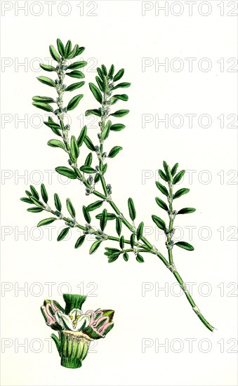 Polygonum aviculare, arenastrum; Common Knot-grass