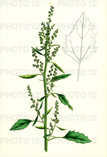 Chenopodium album var. paganum; Green Goosefoot, var. B.