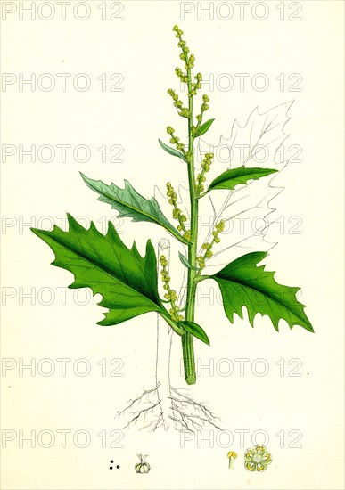 Chenopodium urbicum; Upright Goosefoot