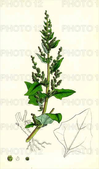 Chenopodium botryoides; Many-clustered Goosefoot