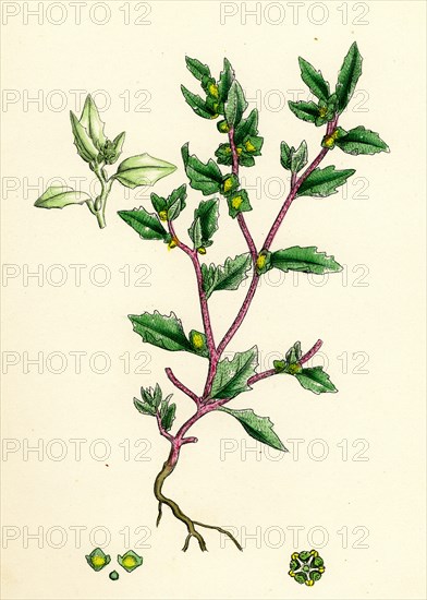 Atriplex arenaria; Frosted Sea Orache