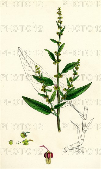 Rumex conglomeratus; Sharp Dock